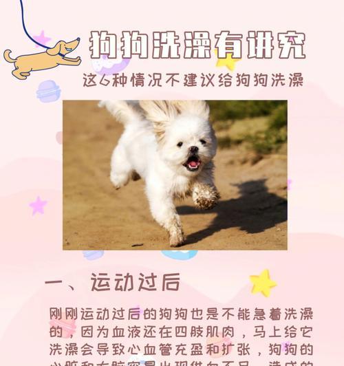 宠物猫咪的常见坏习惯（了解这些坏习惯，让你的猫咪更健康快乐）