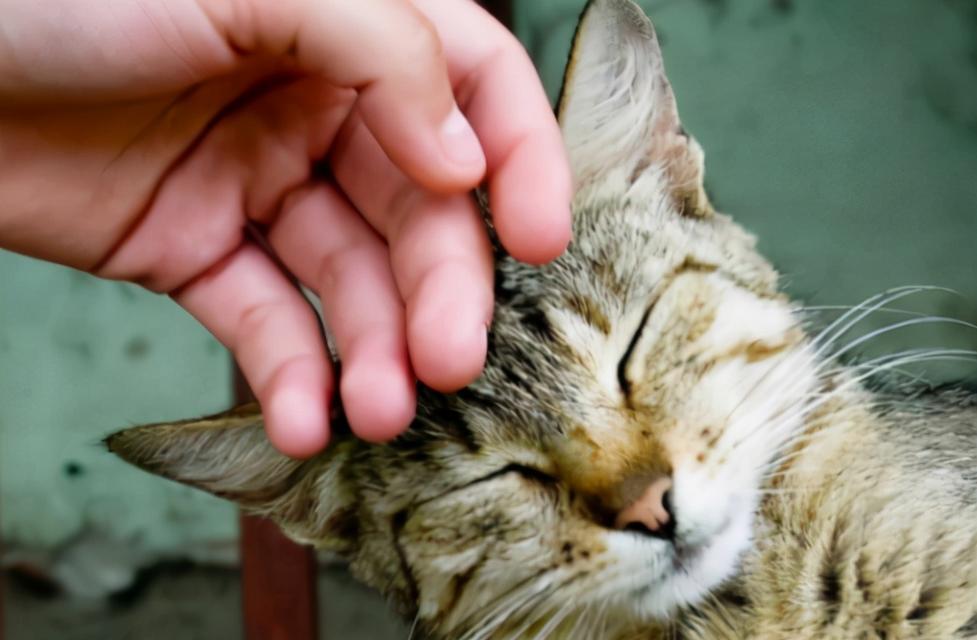 照顾宠物猫咪的必备方法（宠物猫咪的饮食、卫生、健康护理方法）