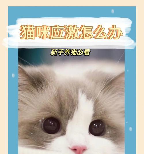 照顾宠物猫咪的必备方法（宠物猫咪的饮食、卫生、健康护理方法）