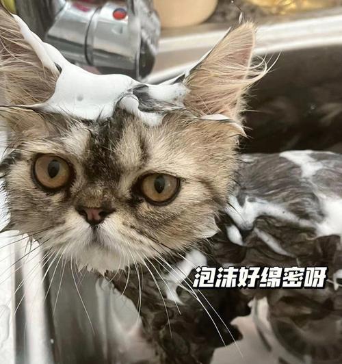 让宠物舒适又安全，万不可强迫猫咪洗澡（从保护猫咪健康和幸福出发，正确对待洗澡问题）