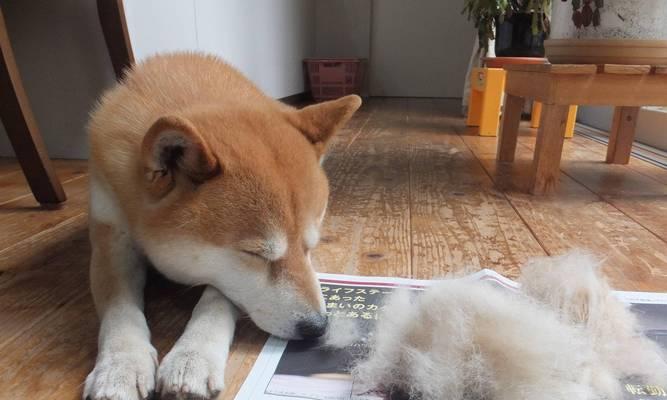 秋田犬掉毛严重怎么办？（宠物爱好者必看，秋田犬掉毛的原因和解决方法）