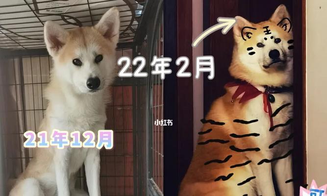 秋田犬掉毛严重怎么办？（宠物爱好者必看，秋田犬掉毛的原因和解决方法）