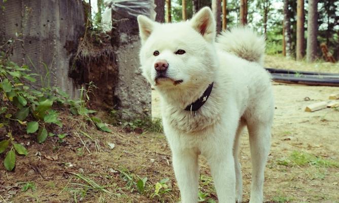 秋田犬怀孕了，吃什么比较好？（宠物也需要科学饮食，让你的秋田犬健康怀孕）