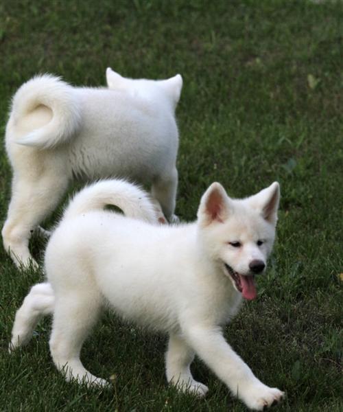 秋田犬怀孕了会有哪些表现？（从身体变化到行为举止全方位解析！）