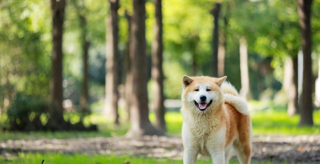 秋田犬为何会突然袭击人？（探究秋田犬攻击行为的原因及如何避免）