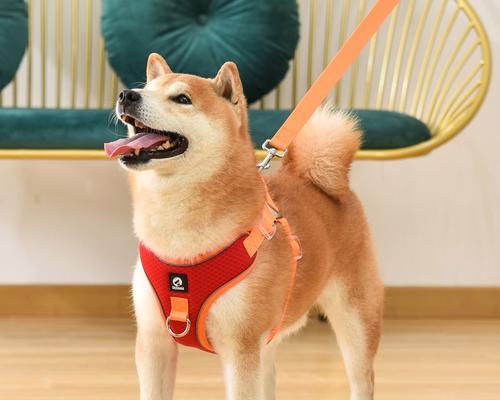 秋田犬禁忌食物清单（以宠物为主，让我们了解秋田犬不能吃的食物）