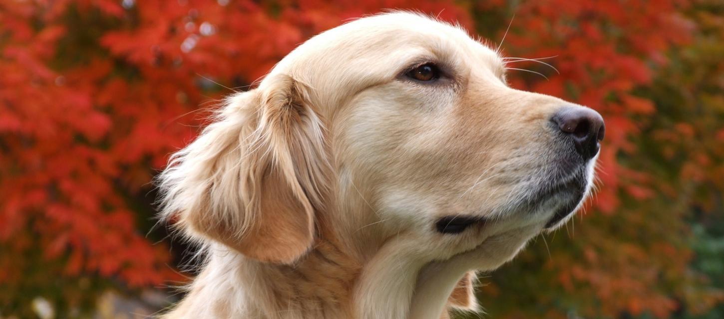 犬疫苗注射注意事项（宠物的健康需要我们的关注）