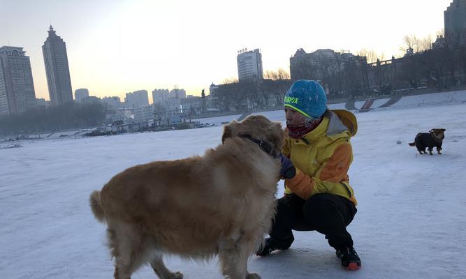 如何让宠物狗狗记住自己的名字（训练技巧与注意事项）