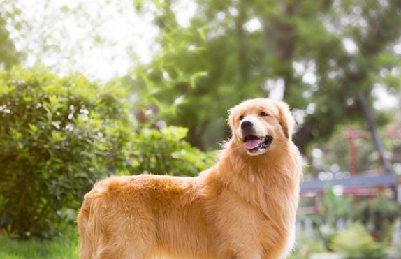 让金毛幼犬健康成长的秘诀（宠物爱好者必看！打造健康可爱的金毛宝宝）