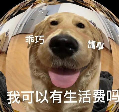 可爱可卡犬口水的神奇力量（探秘宠物世界中的一种奇特生物液体）