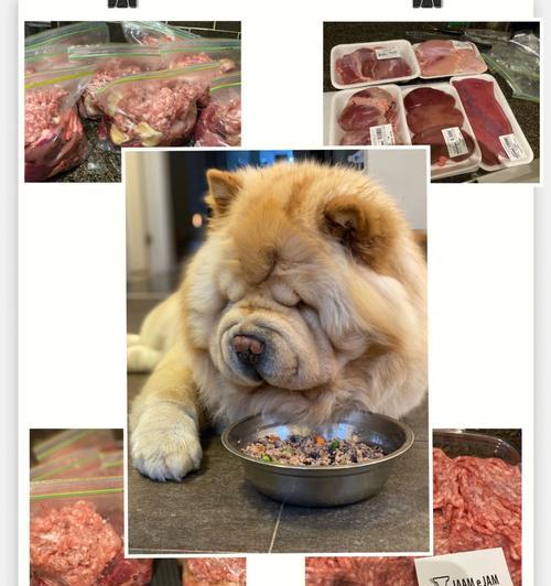 如何科学安排松狮犬的日常饮食（以宠物健康为前提，合理搭配饮食，让松狮犬更健康）