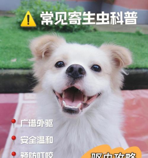 宠物犬的寄生虫问题及解决方法（如何保护你的爱犬免受寄生虫困扰）