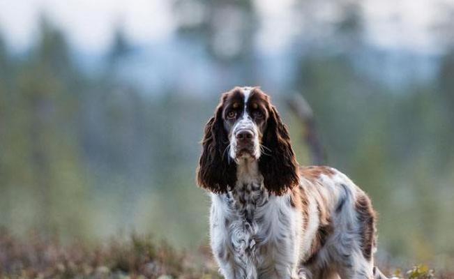 保障英国史宾格犬健康，让它们成为幸福的宠物（关注健康问题、加强营养管理、提高养育技巧）