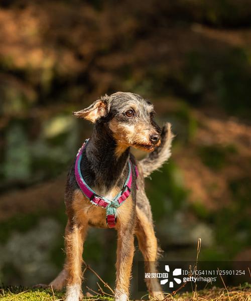 宠物犬VC缺乏症的防治方法（从健康饮食、适当锻炼到补充维生素C，为宠物犬预防VC缺乏症）