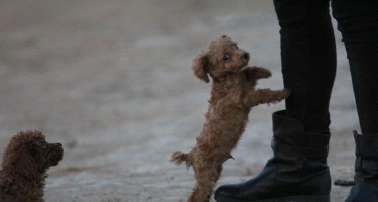 告别贵宾犬扑身烦恼（如何改掉贵宾犬扑身的习惯）