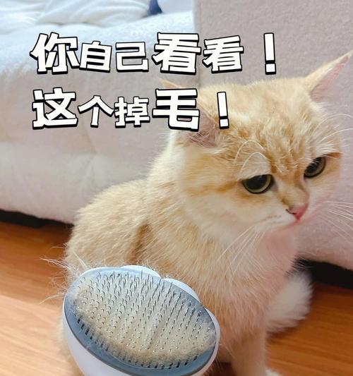 掉毛严重的猫咪如何改善？（宠物毛发护理从入门到高级）