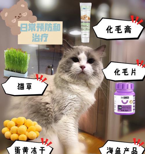 掉毛严重的猫咪如何改善？（宠物毛发护理从入门到高级）