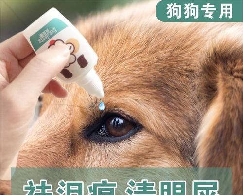 如何清理贵宾犬的眼睛卫生（做好宠物眼部卫生，让贵宾犬健康快乐）