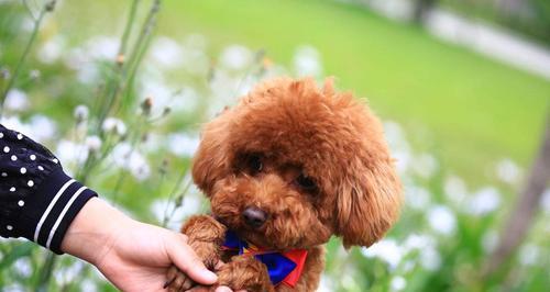 如何解决泰迪犬胆小的问题（从宠物的角度出发，让泰迪犬摆脱胆小症状）