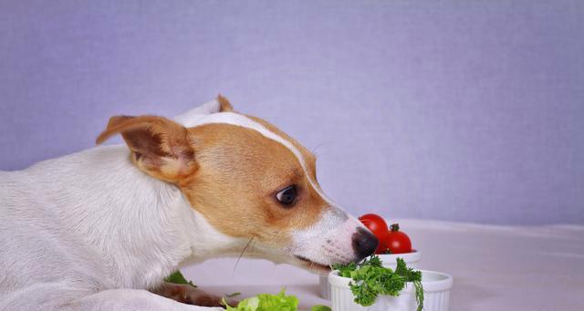 如何纠正猎狐犬的偏食习惯（让你的宠物健康快乐成长，“猎狐犬偏食”）