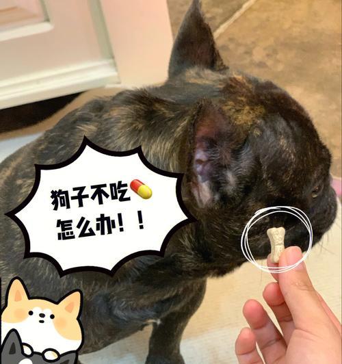 如何正确给宠物狗喂食？（掌握喂食量，让宠物健康成长）