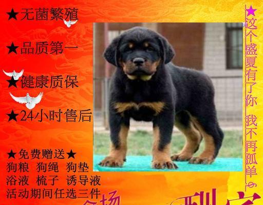 如何判断罗威纳犬的健康状况（宠物养护指南｜了解罗威纳犬的常见健康问题）