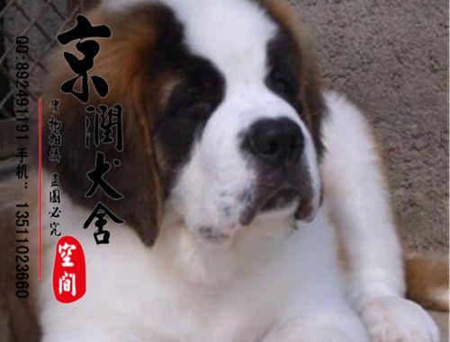 如何判断圣伯纳犬的健康状况？（关注这些指标，宠物健康无忧）