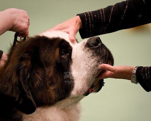 如何判断圣伯纳犬的健康状况？（关注这些指标，宠物健康无忧）