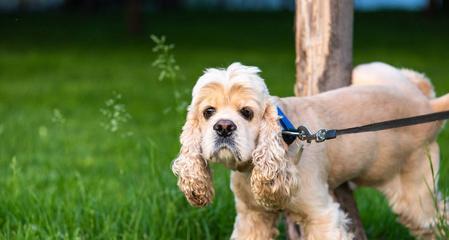 如何让你的可卡犬安静下来（培养宠物的好习惯，让生活更加美好）