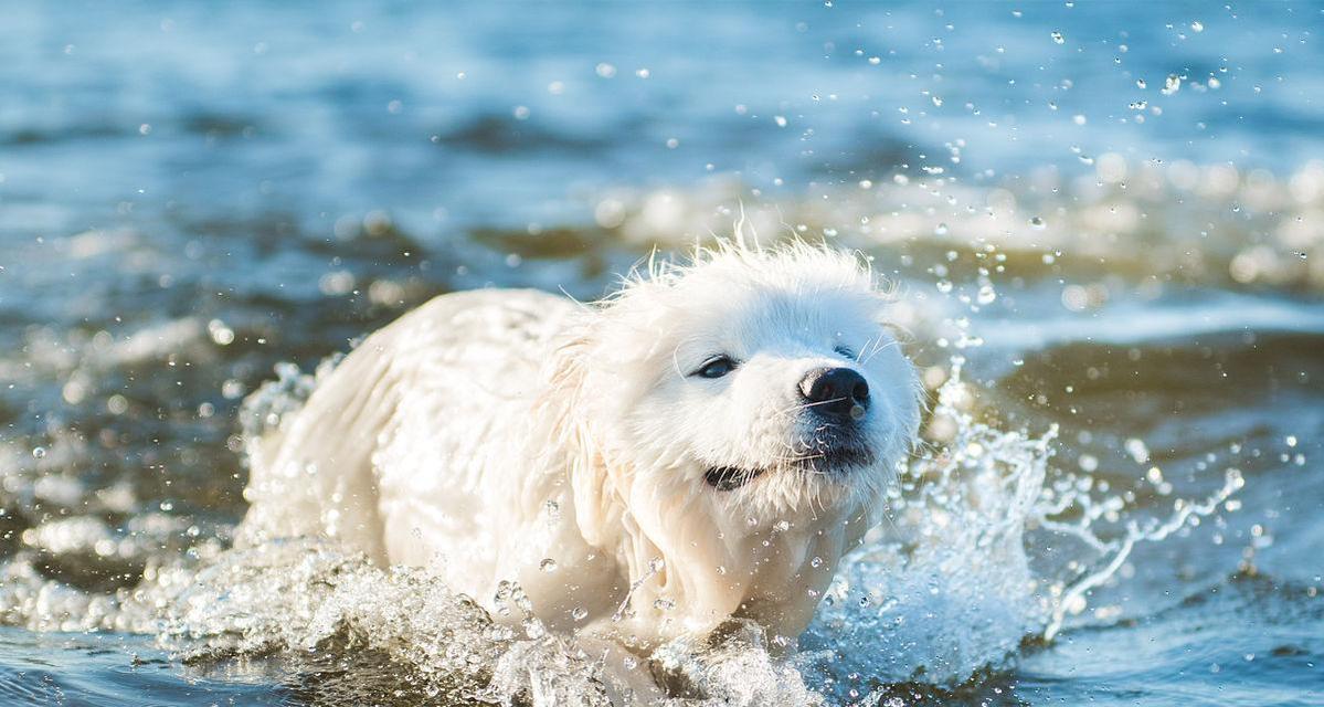 如何让萨摩耶犬爱上游泳？（培养萨摩耶犬游泳兴趣的有效方法）