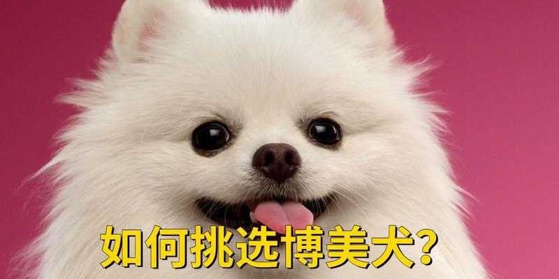 如何挑选一只优秀的博美犬（宠物爱好者必读，了解如何选购最优质的博美犬）