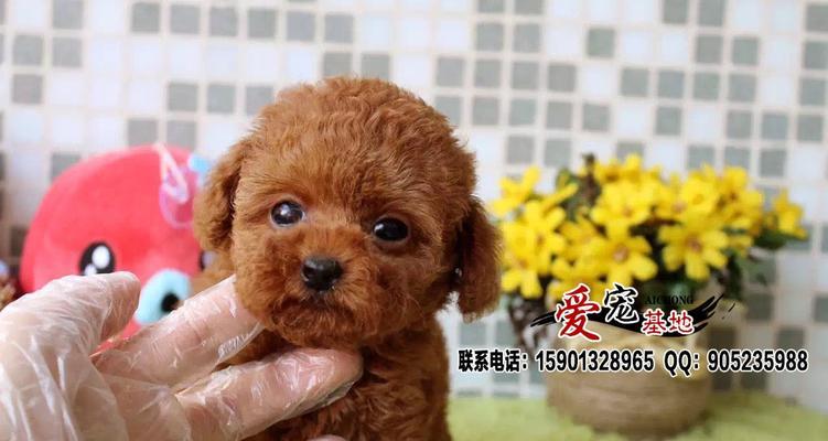 如何选购一只健康的泰迪犬（宠物之选——泰迪犬的养护指南）