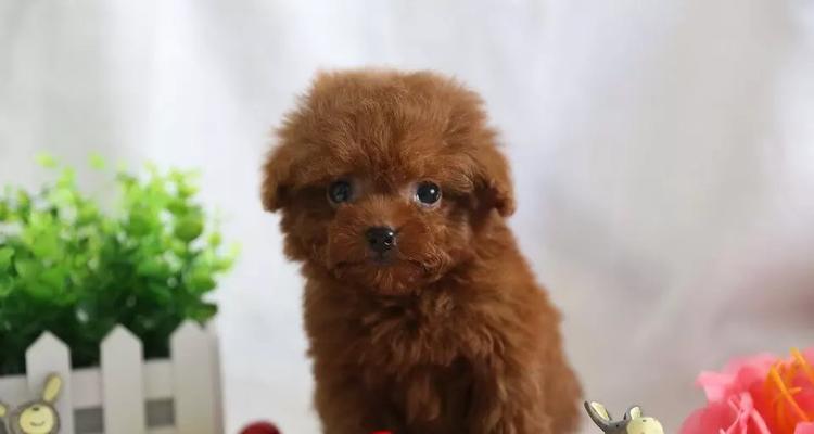 如何选购一只健康的泰迪犬（宠物之选——泰迪犬的养护指南）