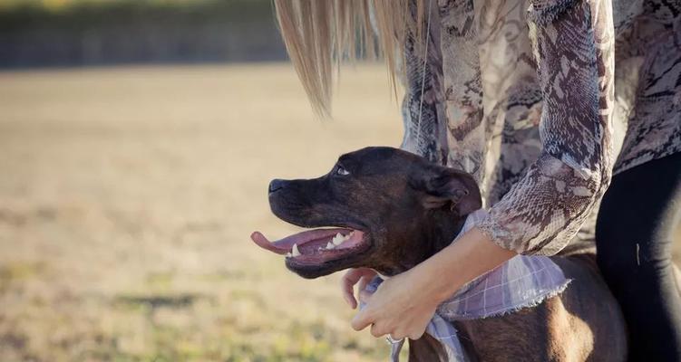 比特犬训练和测试全指南（以宠物为主，掌握最全面的比特犬训练和测试技巧）