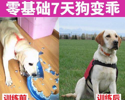 如何训练边境牧羊犬的大小便问题（以宠物为主，掌握正确方法）