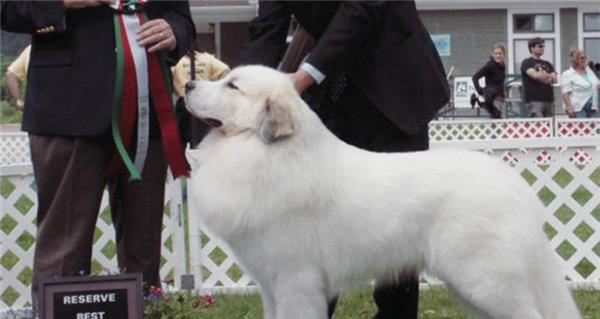 训练大白熊犬跟随主人的技巧（培养宠物狗的忠诚和听从性，让大白熊犬成为您的最佳伙伴）