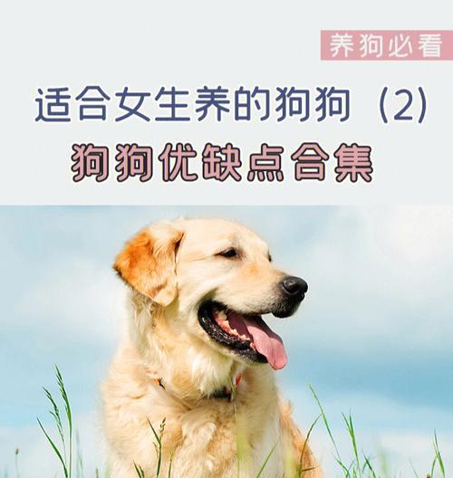 如何训练狗狗适应新环境（从宠物到新家，如何让狗狗适应？）