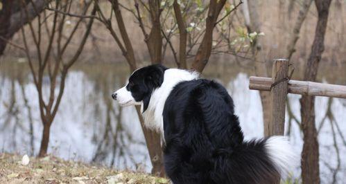 如何训练古代牧羊犬上厕所（让宠物爱上正确的生活习惯）