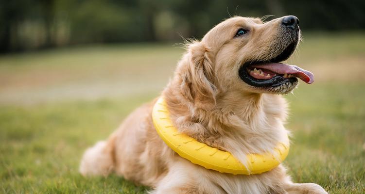 训练金毛犬学会小把戏（宠物的智力训练）