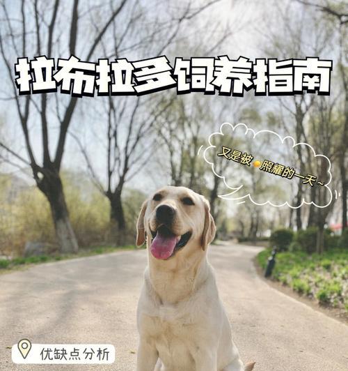 如何训练拉布拉多犬的智商（提高宠物狗的学习能力，让它成为你的最佳伙伴）