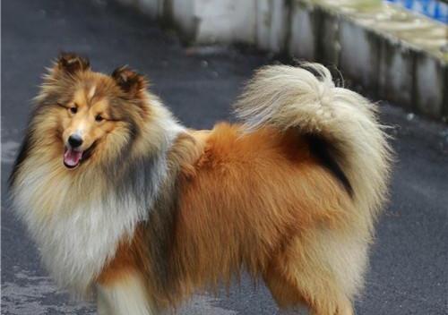 如何训练苏格兰牧羊犬不乱吠叫（培养苏格兰牧羊犬文明习惯，避免吠叫困扰）