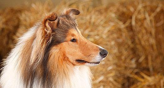 训练苏格兰牧羊犬搜物的技巧（如何让你的宠物成为高效的搜物专家）