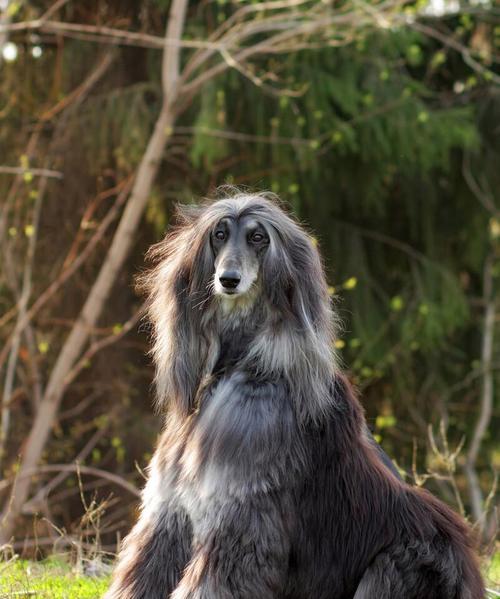 如何正确饲养阿富汗猎犬（宠物养护指南）