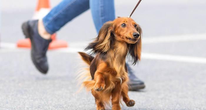 如何阻止腊肠犬的破坏行为（掌握正确方法，让你的宠物变乖巧）