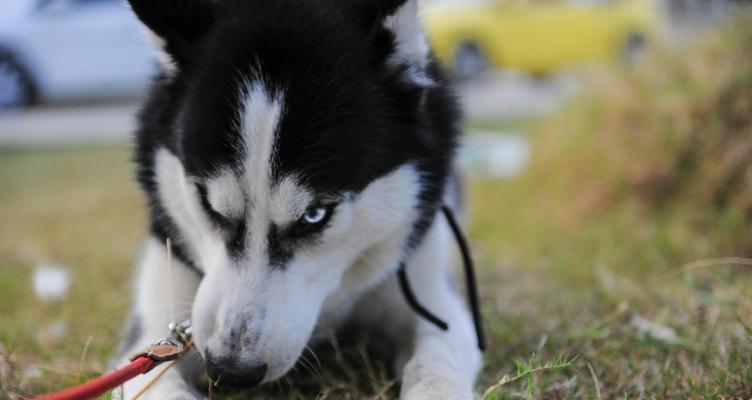 萨摩耶犬的弊端和习性（了解这些，才能更好地养犬）