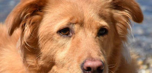 以沙皮犬鼻子脱色的治疗方法（宠物沙皮犬鼻子脱色困扰？这些治疗方法可以帮助你！）