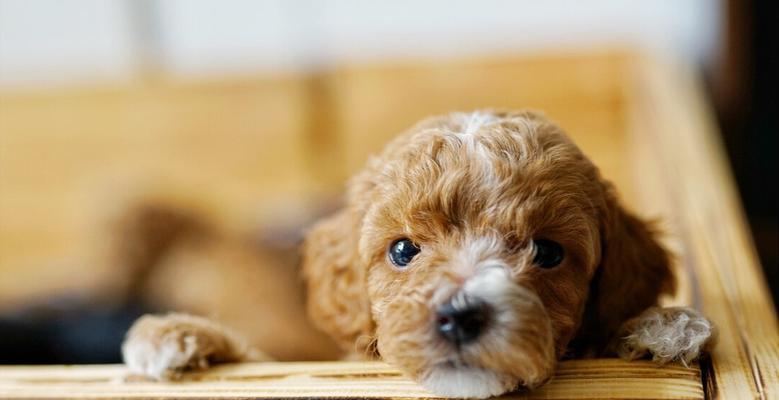 小心！泰迪犬不能吃的食物（以宠物为主，了解泰迪犬的饮食需求）