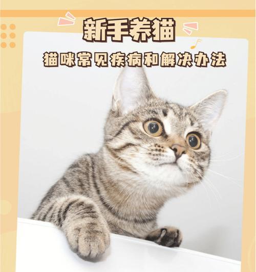 猫咪生病了怎么办？（多出现以下15种症状，猫主人必知的救命知识！）