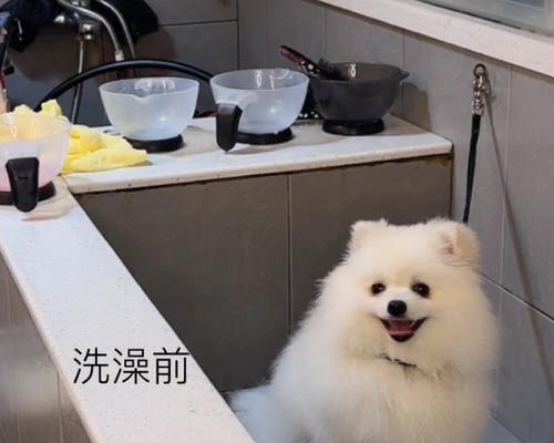 如何正确洗护你的博美犬（合理护理，让博美犬更健康）