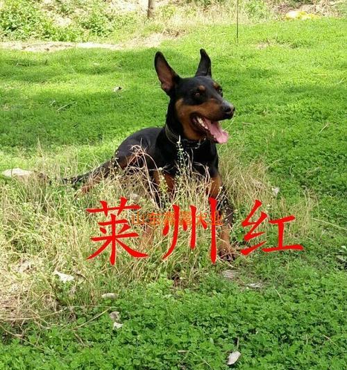 了解黑狼犬拉稀的原因，让你的宠物健康无忧（了解黑狼犬拉稀的原因，让你的宠物健康无忧）